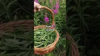 Иван-чай (Кипрей): полный рецепт – от сбора до готового чая