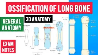 Ossification of long bone anatomy in 3d | General Anatomy | Mad for MBBS