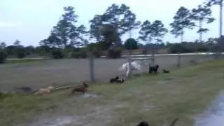 Dachshunds and Mini Horse racing