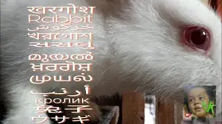 Rabbit XXX (not for learning anything)