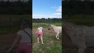 Альтаир на свободе, liberty training #horse #equestrian #альтаир #animals