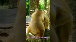 Lovely cute activities of newborn monkey, Fresh Newborn Monkey 2018