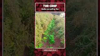 Tur Crop Field Update 🔥 | Real Farming, Real Results!