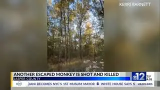 Jasper County man says he killed escaped monkey to protect family