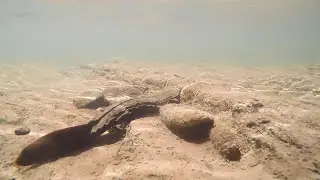 Eastern Hellbender - Naturally Captured Footage