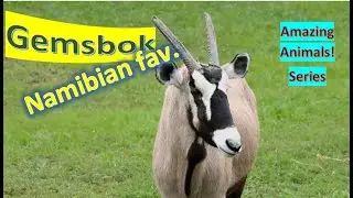 Gemsbok facts 🦌 Gemsbuck 🦌 South African Oryx 🦌 who&rsquo;s largest oryx 🙋&zwj;♀️coat of arms Namibia🇳🇦