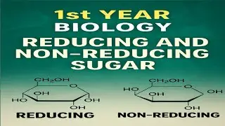 Reducing & Non-Reducing Sugars | Class 11 Biology Chapter | Easy Explanation with Tests #education