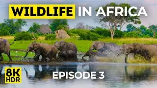 8K HDR Amazing Wildlife of Africa - Episode 3 - Rich Fauna of Okavango Delta + Real Animal Sounds