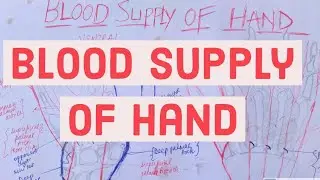 ARTERIAL PALMAR ARCHES | HAND BLOOD SUPPLY