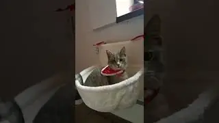 Miauuu ho ho ho🤣🤣#youtubeshorts #viral #cat #live #happycat #happypets #youtubecat #shorts #funny