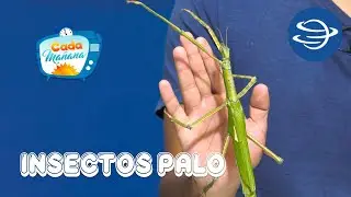 &iquest;Conoces a los insectos palo?