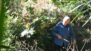 Illegal bird catching in Cyprus