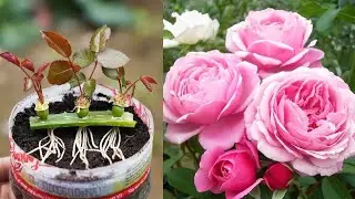 Grow Rose With This Way Is So Easy - 100% Work