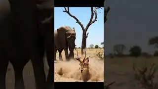 A Shocking Moment in the African Savannah 🐘🐆