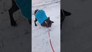 Rolling in the snow! #dog #dogs #snow #funinthesnow #cold #brrr #rolling #rollingaround #goodtimes