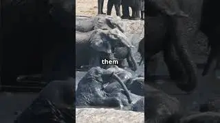 Why Elephants Love Mud Baths!