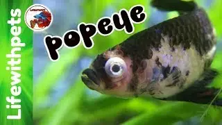 Как лечить Попая
