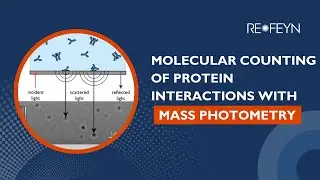Mass Photometry for Protein Interactions: Molecular Counting Explained