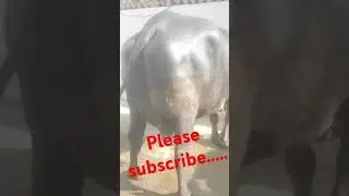 animal #milk#buffalo#lover#media