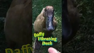 Why Do Ducks Vibrate Their Head? -  Read Description #duck #shorts #duckbehavior