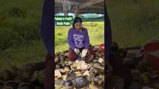 Palmyra Tree | Doub Palm | Palmyra Fruit | Traditional Farming | Fruit Cutting #shorts #viral #wow