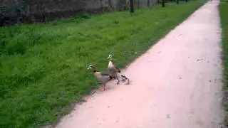 Springtime ducklings on Ham avenues