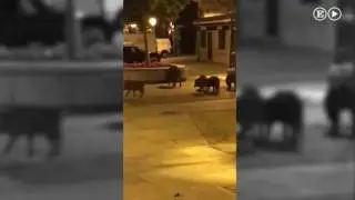 Unos jabal&iacute;es se pasean por el centro de Torrelodones | Madrid