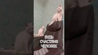 Showing off my cats #shortsfeed #cat #catvideos #catlife #catshorts #shorts