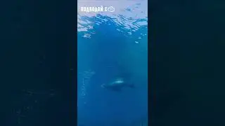 Отдыхаем и ныряем, отдыхаем и ныряем - вот такой у львов режим #scubadiving #underwater #sealions