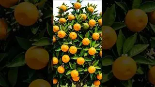 How Oranges Grow 🍊 | Orange Tree Fruit Time-Lapse