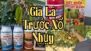Phun Mở Lá Nhanh Quản Lý Cháy Lá Trước Xổ Nhụy Lá Xanh Dày. PHUN ĐẬU TRÁI CHO SẦU RIÊNG XỔ NHỤY