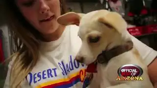 Home Fur Good - Best Animal Rescue - Arizona 2018