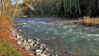Dungeness River, Fall Colors, Fish Hatchery, Coho Salmon &ndash; Walk with Skye