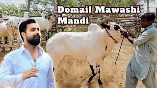 Domail Mawashi Mandi Latest Price Update - Fatehjang Mamdi - Fathajungi Qurbani Bulls #sktv27 #mandi
