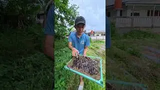NGEBOLANG BURUNG EMPRIT HASILNYA SEBANYAK INI #burung
