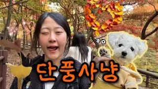 낯가리는 강아지와 떠난 단풍사냥