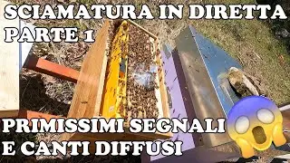 Sciamatura in diretta parte 1 - Primissimi segnali e canti diffusi