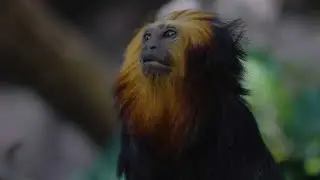 This Tiny &lsquo;Lion&rsquo; Lives in Trees #GoldenLionTamarin #WildlifeShorts #Conservation #EndangeredSpecies