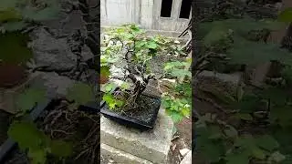Viral !! Bonsai Pulutan angker #shorts #bonsai #howtomakebonsai