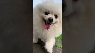朝の散歩🐶 #pomeranian #toydog #dog #pomdog #walk #walking #ポメラニアン #小型犬 #犬 #散歩