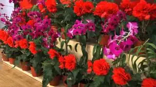 Kimilsungia Wins Gold Prize at Int'l Horticultural Expo