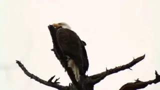 Full Bald Eagle Poop Video