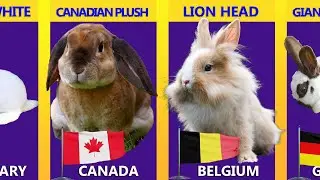 COMMERCIAL RABBITS BREEDS from Different Countries
