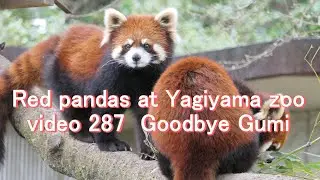 八木山レッサーリポート287 レッサーパンダ さよなら グミ Goodbye Gumi Red panda at Yagiyama zoo video_287 八木山動物公園