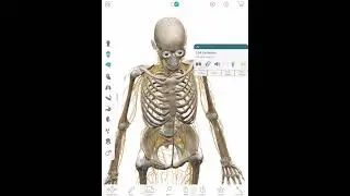 Broad Based Disc Bulge in Pitcher
