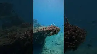 Let&rsquo;s go SCUBA Diving Under the Blue Heron Bridge
