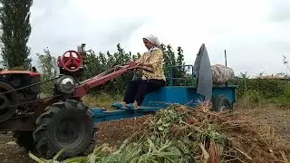 Helping My Mom Harvest Sesame | Real Village Girl Life in Iran