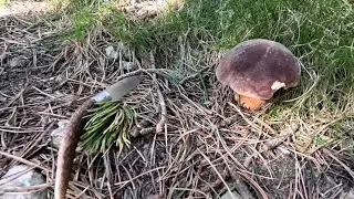 Boletaire Furi&oacute;s - 17 de Juny de 2025 Cep Rogenc (Boletus pinophilus) pel Ripoll&egrave;s.