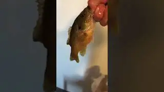 Putting new fish in my fish tank Rock bass and Latgemouth Bass!