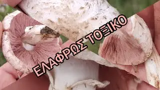 &Kappa;&iota;&tau;&rho;&iota;&nu;ί&zeta;&epsilon;&iota; &kappa;&alpha;&iota; &alpha;&upsilon;&tau;ό. Agaricus bresadolanus